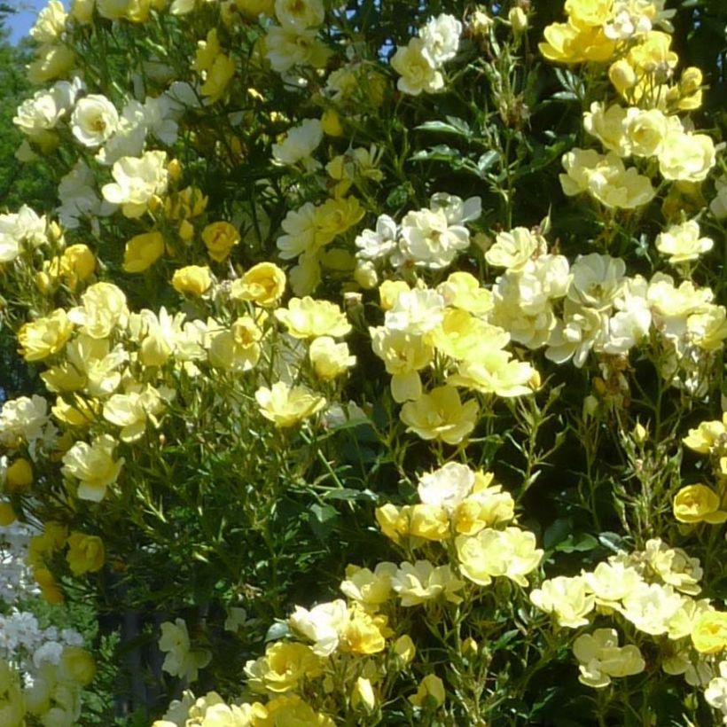 Köynnösruusu Golden Age Adadenoj (Kukinta)