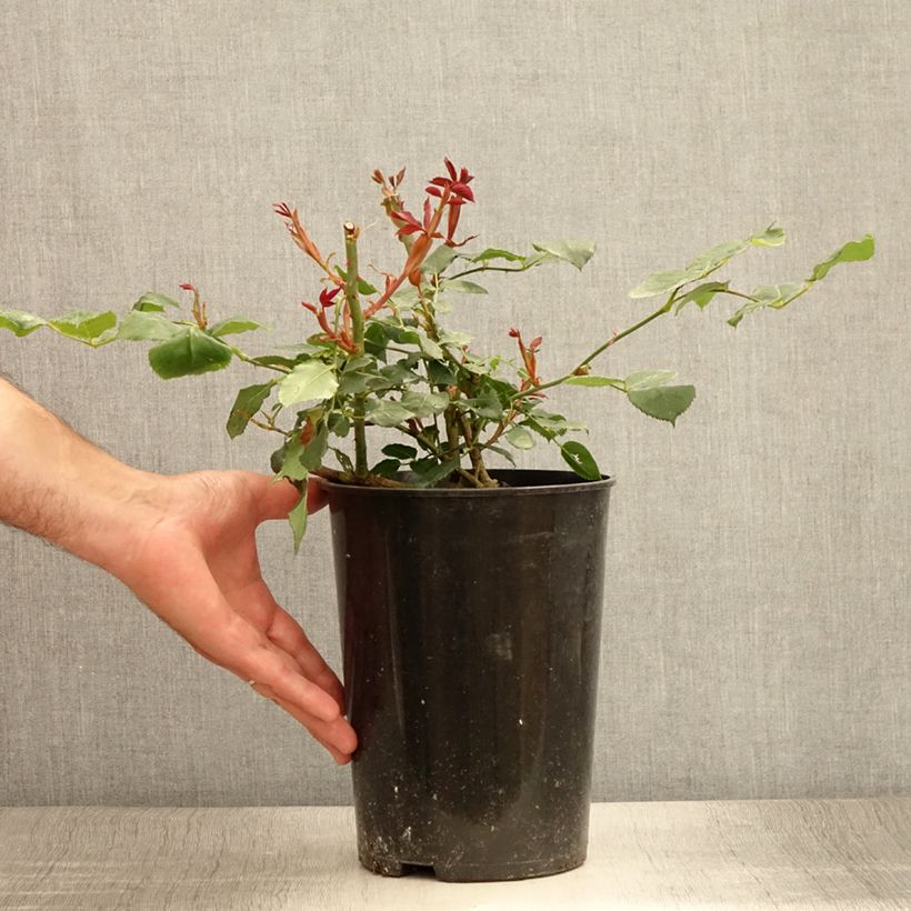 Esimerkki kesällä toimitetusta Rosier grimpant Guinée Pot de 4L/5L-taimesta