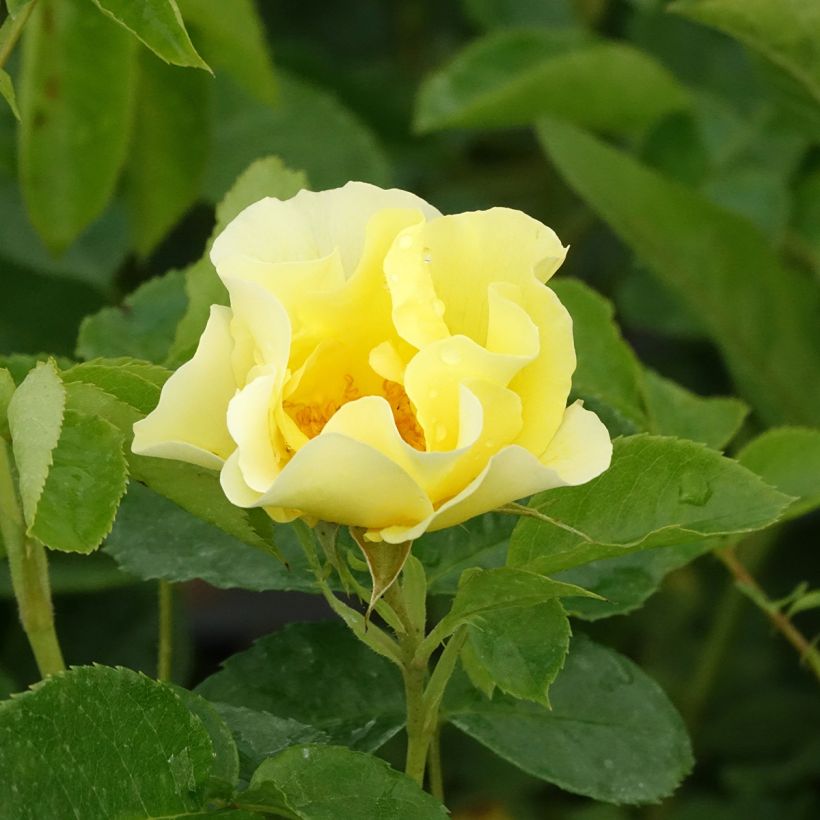 Köynnösruusu Happiness (Kukinta)