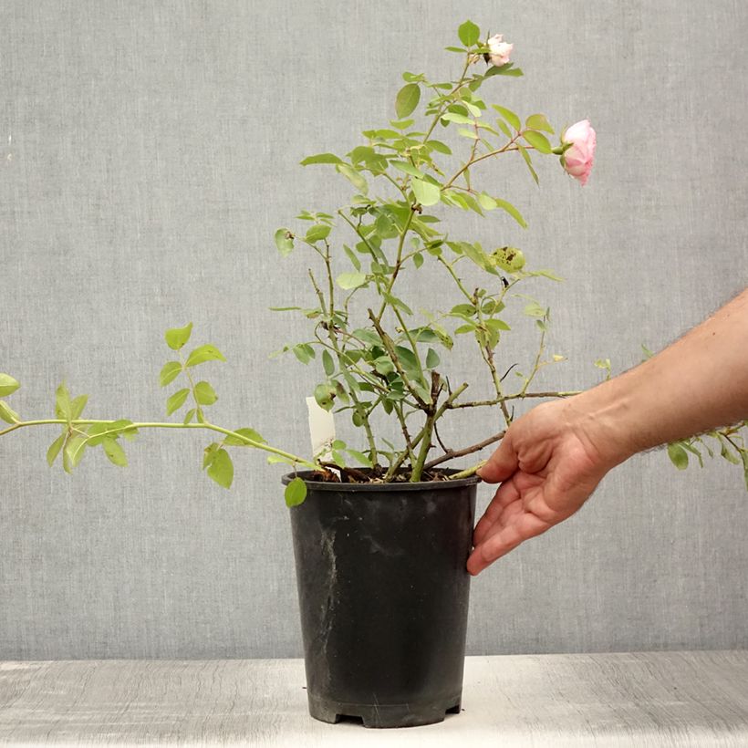 Esimerkki kesällä toimitetusta Köynnösruusu Mini Eden Rose 4 litran/5 litran ruukku-taimesta