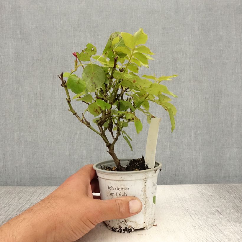 Esimerkki kesällä toimitetusta Köynnösruusu Palais Royal 10 cm/11 cm ruukku-taimesta