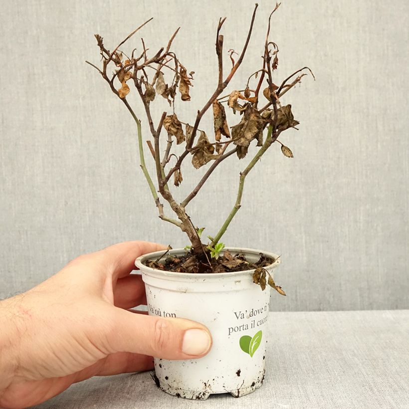 Esimerkki syksyllä toimitetusta Köynnösruusu Palais Royal 10 cm/11 cm ruukku-taimesta