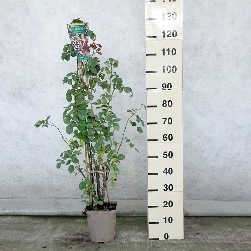 Esimerkki kesällä toimitetusta Köynnösruusu Papi Delbard 3 litran/4 litran ruukku-taimesta