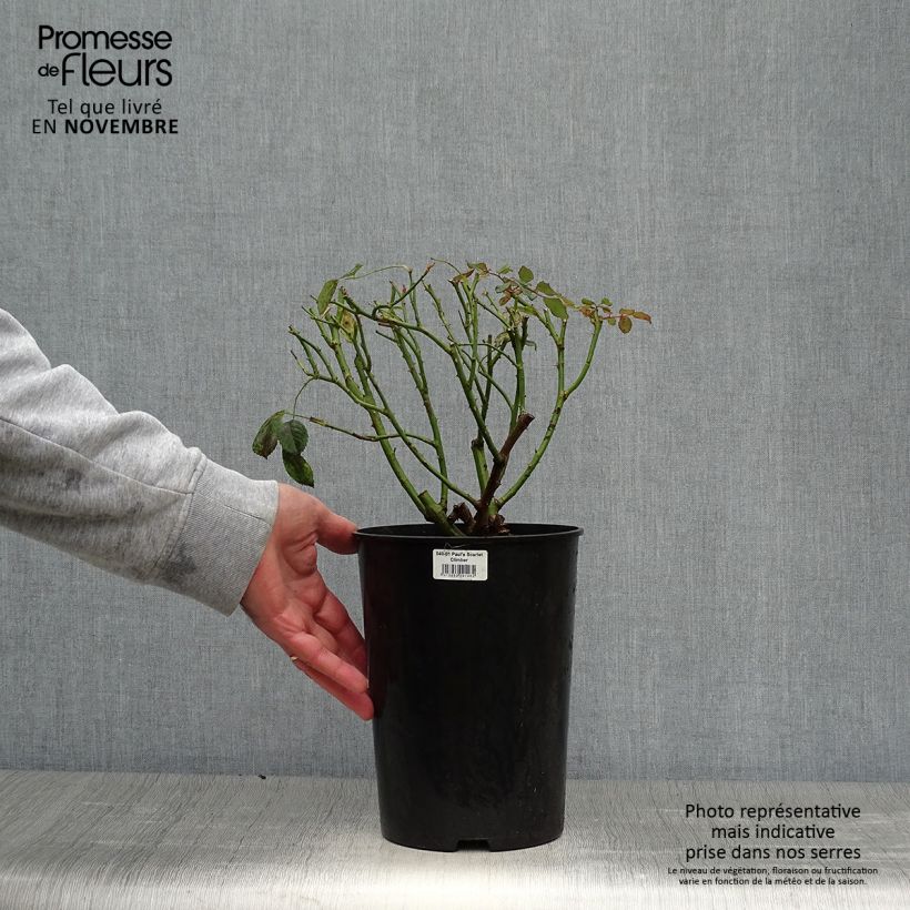Esimerkki syksyllä toimitetusta Köynnösruusu Paul's Scarlet Climber 4 litran/5 litran ruukku-taimesta