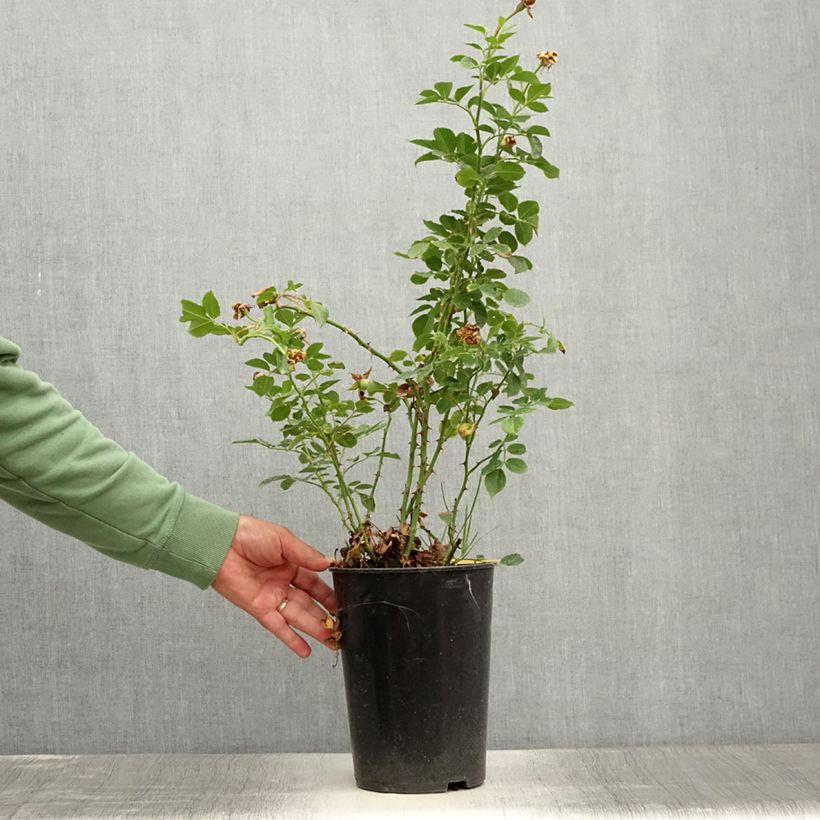 Esimerkki kesällä toimitetusta Köynnösruusu Climbing Max Peach Melba 4 litran/5 litran ruukku-taimesta