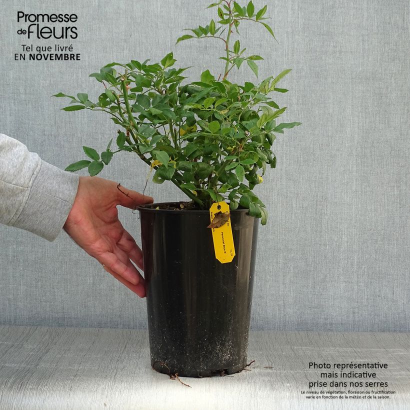 Esimerkki syksyllä toimitetusta Köynnösruusu Perennial Blue (Miniklim Spelarosa) 4 litran/5 litran ruukku-taimesta