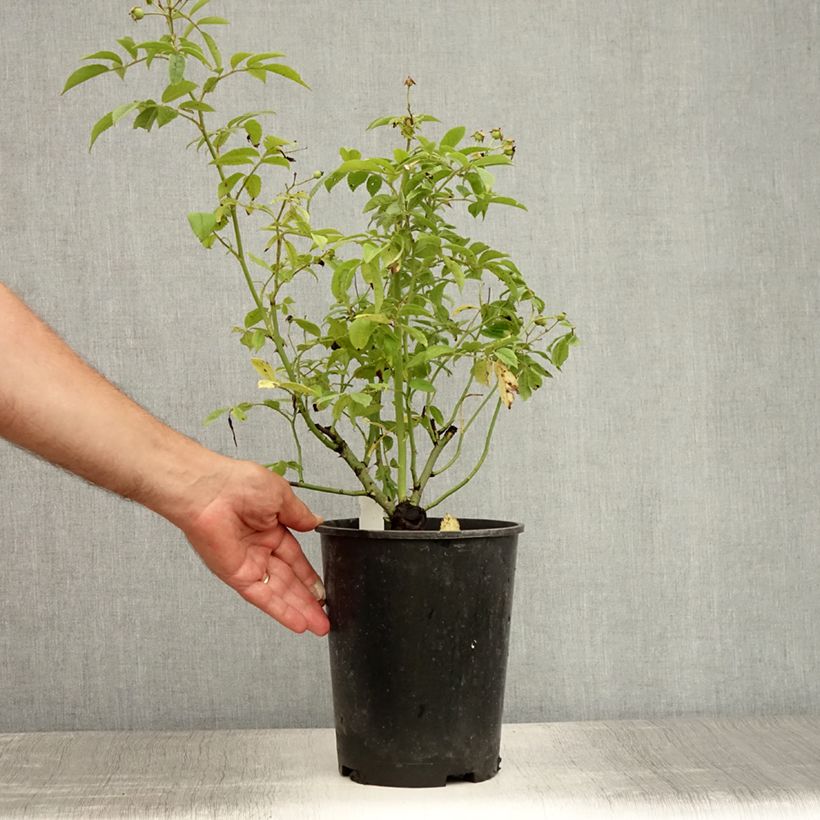 Esimerkki kesällä toimitetusta Köynnösruusu Perennial Blue (Miniklim Spelarosa) 4 litran/5 litran ruukku-taimesta