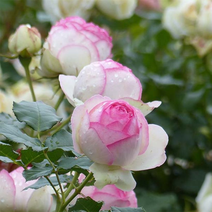 Köynnösruusu Pierre de Ronsard (Flowering)