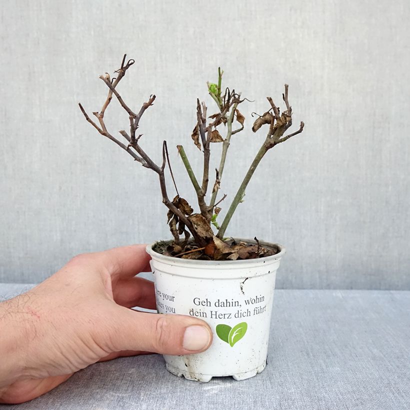 Esimerkki syksyllä toimitetusta Köynnösruusu Pierre de Ronsard 10 cm/11 cm ruukku-taimesta