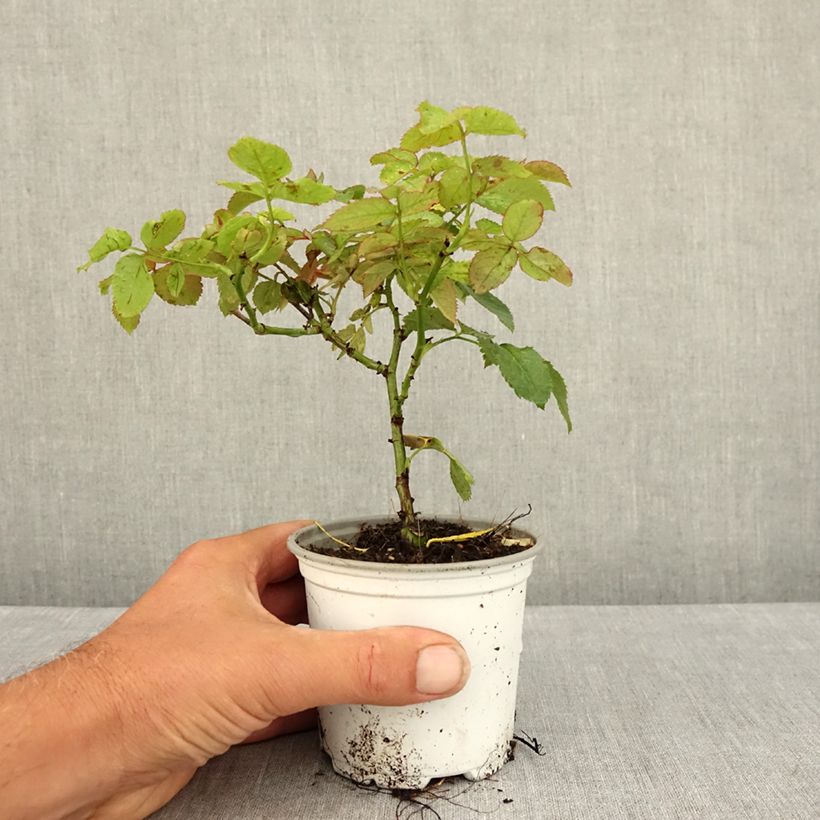 Example of Köynnösruusu Pierre de Ronsard Pot de 10 cm/11cm as you get in ete