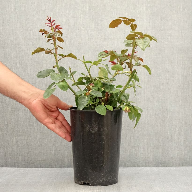 Esimerkki kesällä toimitetusta Köynnösruusu Red Eden Rose 4 litran/5 litran ruukku-taimesta