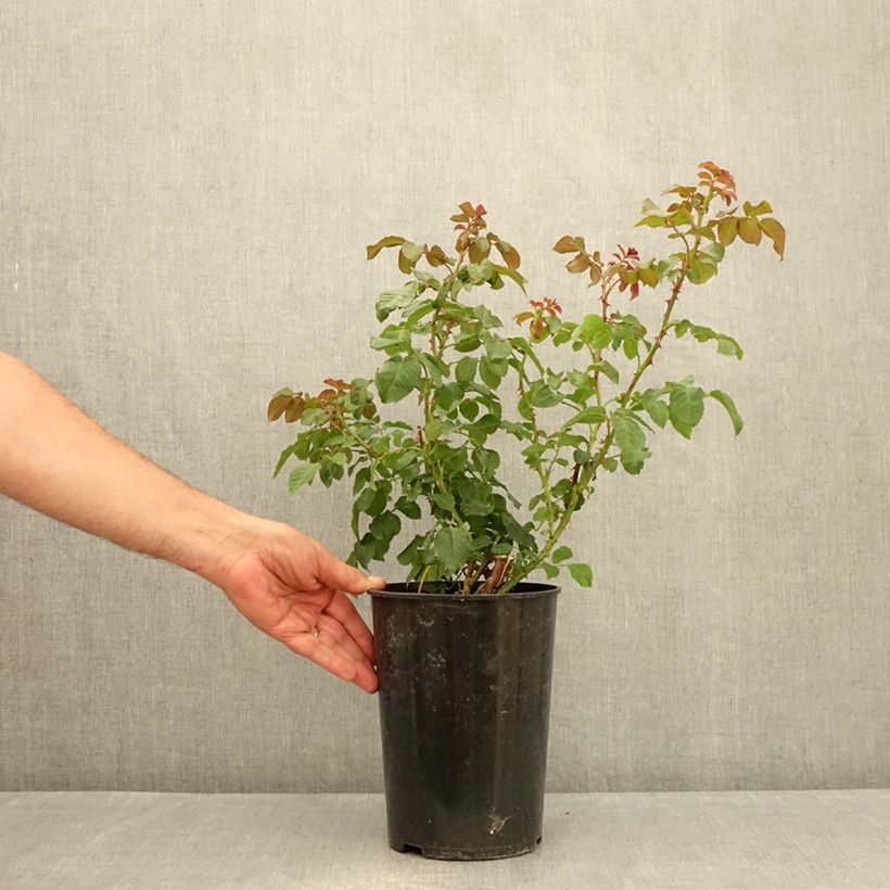 Esimerkki kesällä toimitetusta Köynnösruusu Rose de Tolbiac Klettermaxe koraseipp 4 litran/5 litran ruukku-taimesta