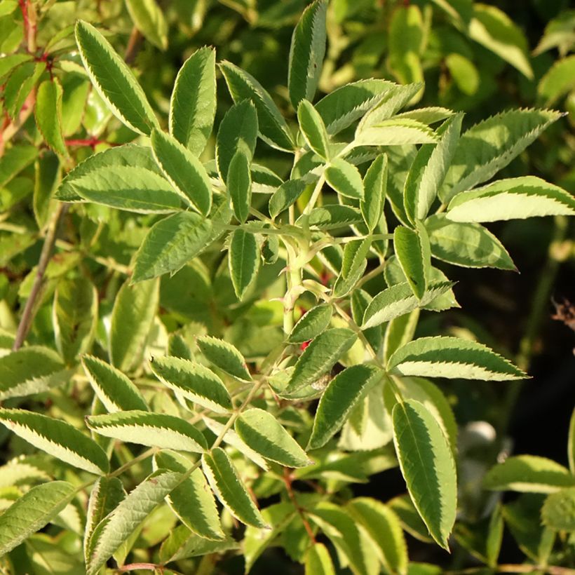 Köynnösruusu Crimson Siluetta (Lehvistö)