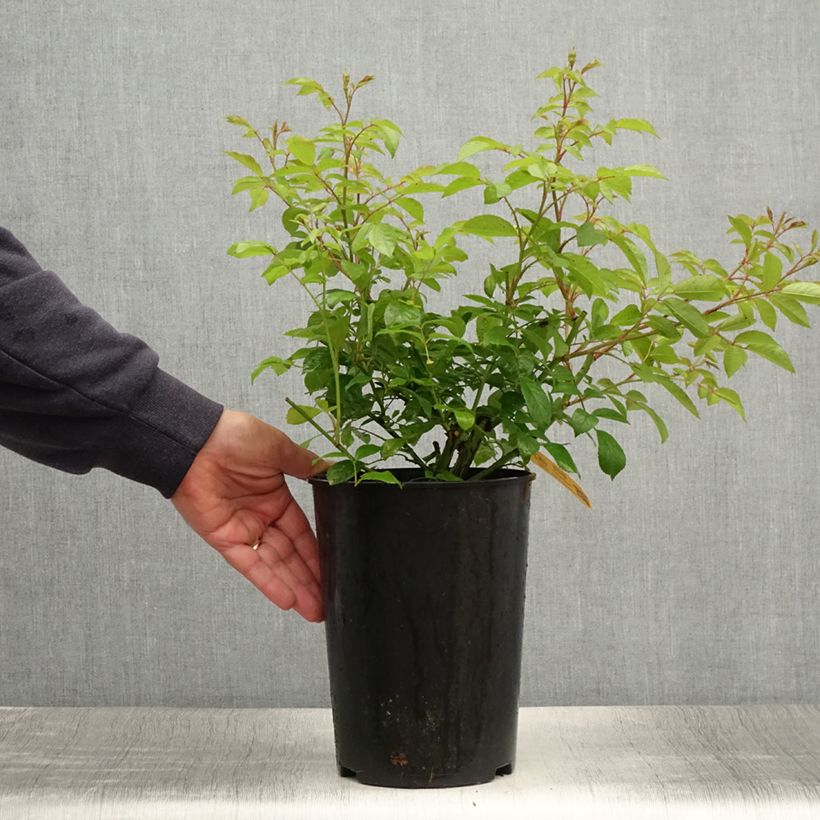 Esimerkki kesällä toimitetusta Köynnösruusu Lavender Siluetta 4 litran/5 litran ruukku-taimesta
