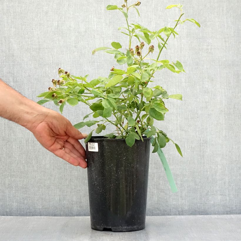 Esimerkki kesällä toimitetusta Köynnösruusu Sourire D'Orchidee 4 litran/5 litran ruukku-taimesta