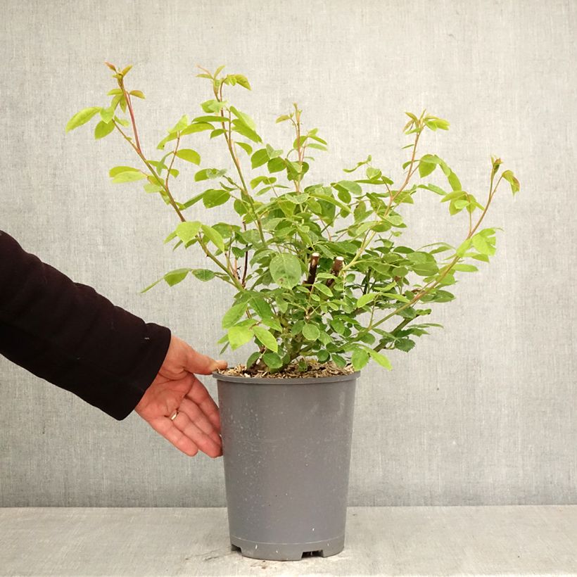 Esimerkki keväällä toimitetusta Köynnösruusu Sourire D'Orchidee 4 litran/5 litran ruukku-taimesta