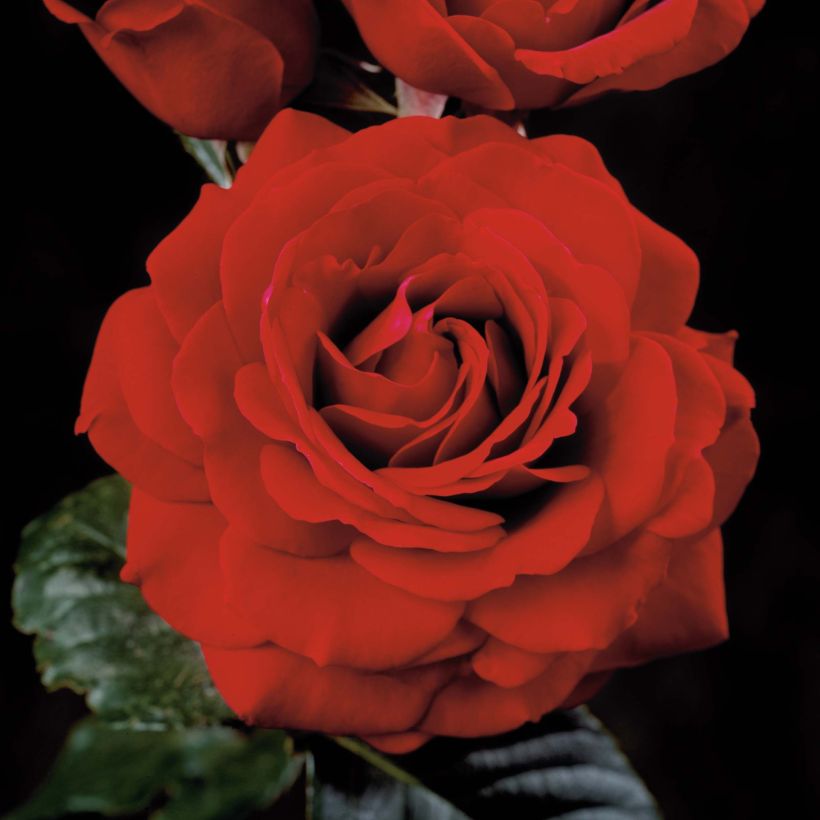 Köynnösruusu That's Jazz Poulnorm (Kukinta)
