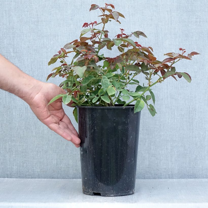 Esimerkki kesällä toimitetusta Köynnösruusu Zéphirine Drouhin 4 litran/5 litran ruukku-taimesta