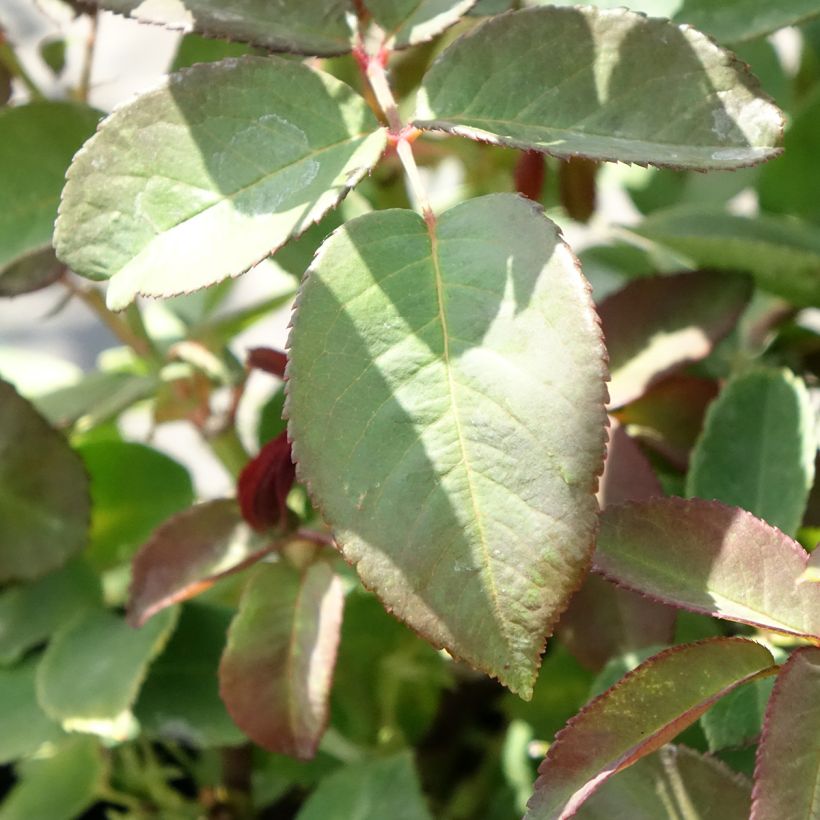 Köynnösruusu Zéphirine Drouhin (Lehvistö)