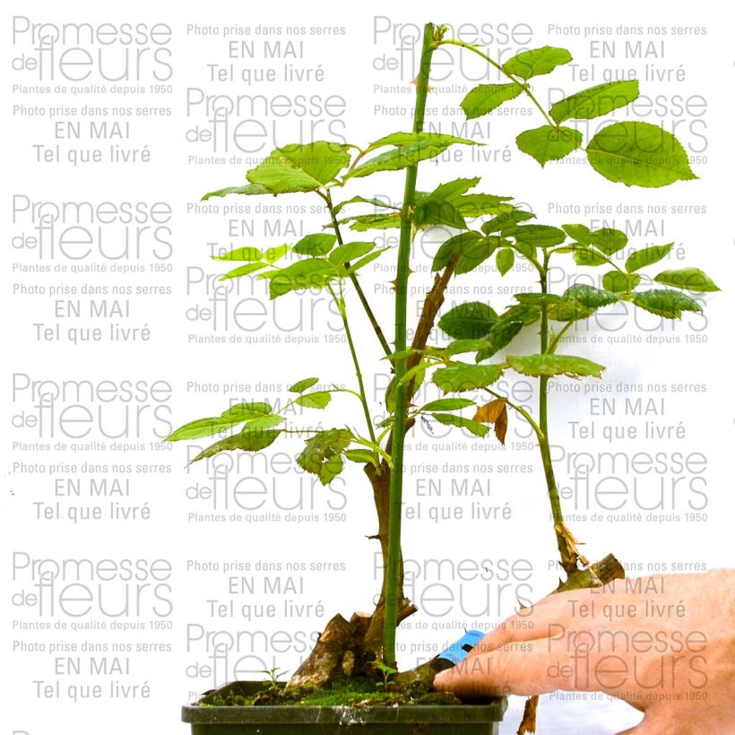 Esimerkki toimitetusta Rosier Generosa Ladurée Pot de 4L/5L-taimesta