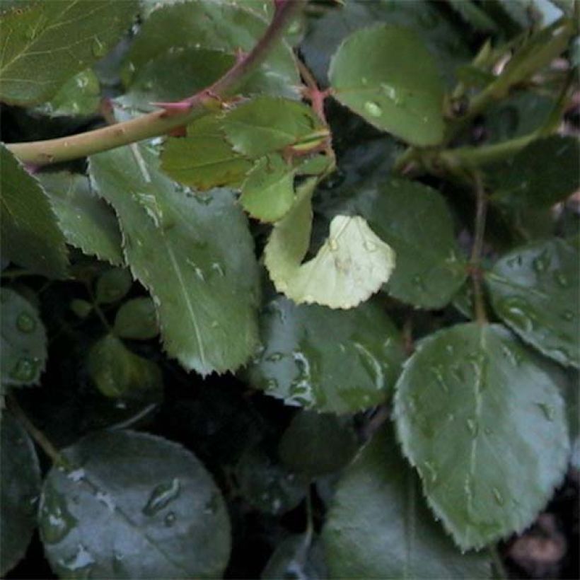 Floribundaruusu Leonardo Da Vinci Meideauri (Lehvistö)