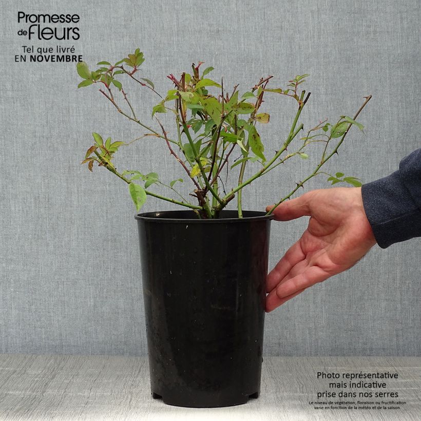 Esimerkki syksyllä toimitetusta Köynnösruusu Paul's Himalayan Musk 4 litran/5 litran ruukku-taimesta