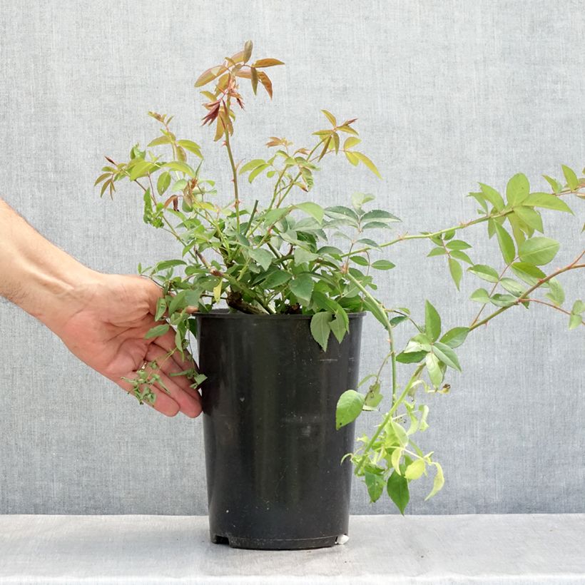 Esimerkki kesällä toimitetusta Köynnösruusu Paul's Himalayan Musk 4 litran/5 litran ruukku-taimesta