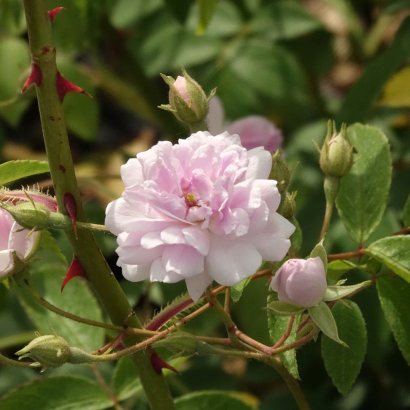 Köynnösruusu Paul's Himalayan Musk (Kukinta)