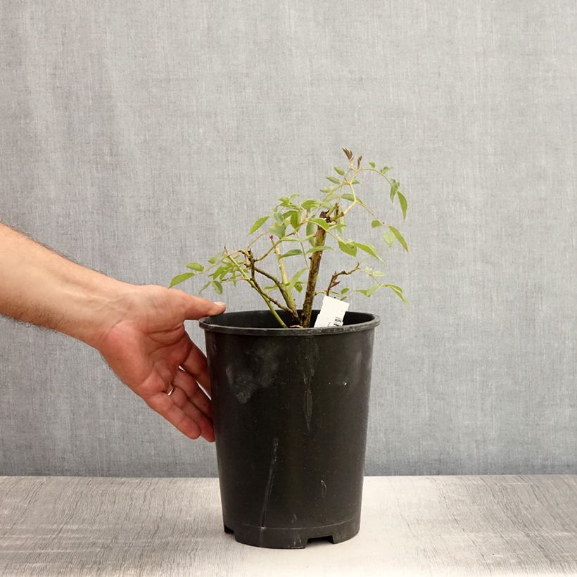 Esimerkki kesällä toimitetusta Rosier liane Wedding Day Pot de 4L/5L-taimesta