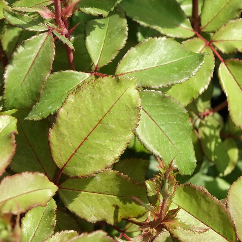 Polyantharuusu Meillandecor Pink Chantilly (Lehvistö)