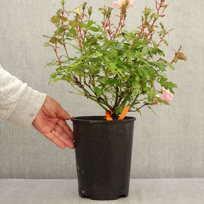 Esimerkki kesällä toimitetusta Polyantharuusu Meillandecor Pink Chantilly 4 litran/5 litran ruukku-taimesta