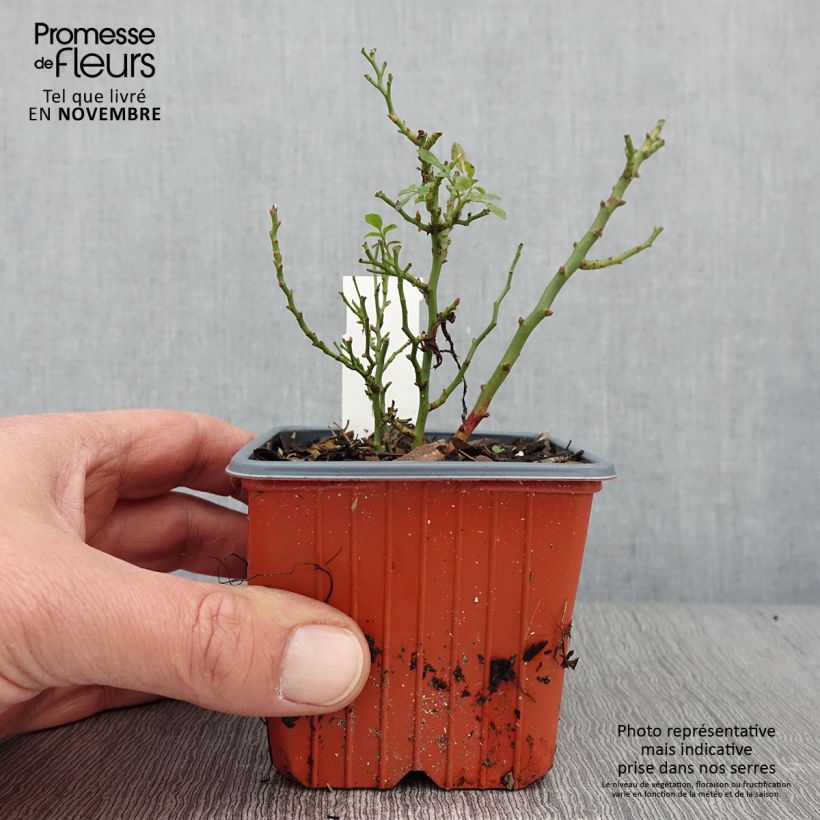 Esimerkki syksyllä toimitetusta Kääpiöruusu Cutie Pie 8/9 cm taimiruukku-taimesta