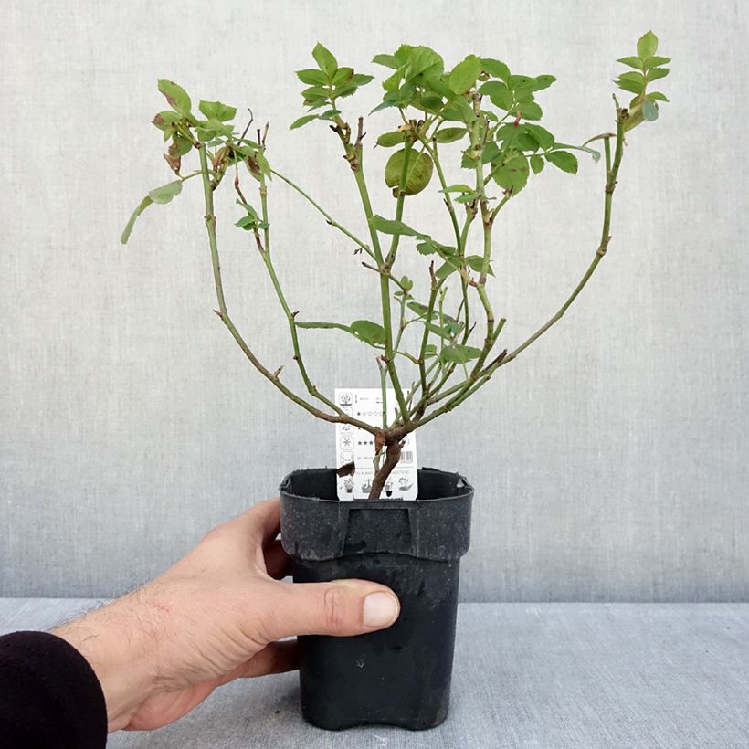 Esimerkki syksyllä toimitetusta Kääpiöruusu Lemon Fizz Kolorscape 10 cm/11 cm ruukku-taimesta