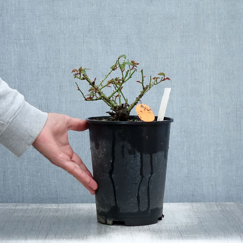 Esimerkki syksyllä toimitetusta Kääpiöruusu Meillandina Lavender 4 litran/5 litran ruukku-taimesta
