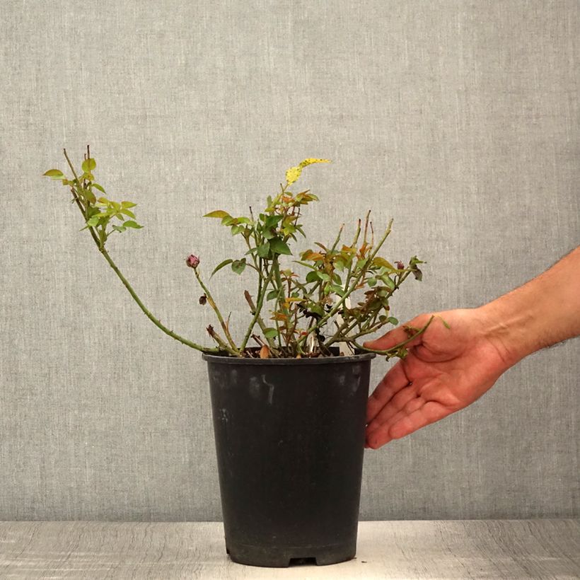 Esimerkki kesällä toimitetusta Kääpiöruusu Meillandina Lavender 4 litran/5 litran ruukku-taimesta