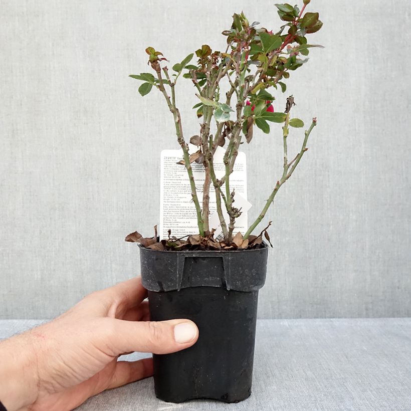 Esimerkki syksyllä toimitetusta Kääpiöruusu Zepeti Meibenbino 10 cm/11 cm ruukku-taimesta