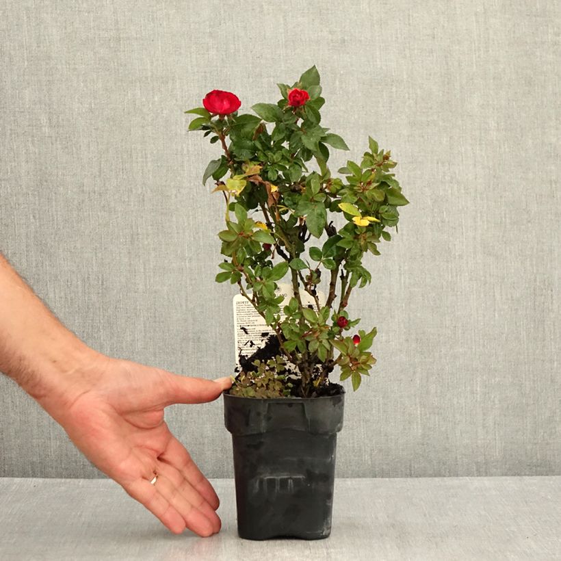 Esimerkki kesällä toimitetusta Kääpiöruusu Zepeti Meibenbino 10 cm/11 cm ruukku-taimesta