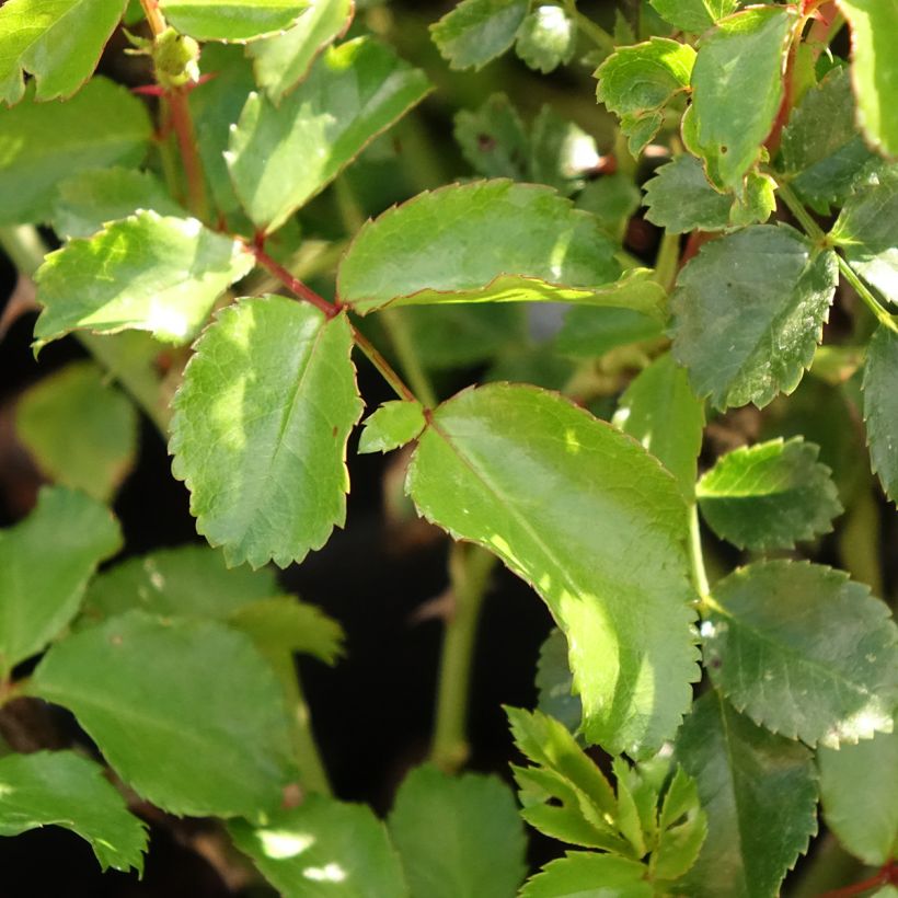 Polyantharuusu NECTAR GARDEN Lilliputs Lupo (Lehvistö)