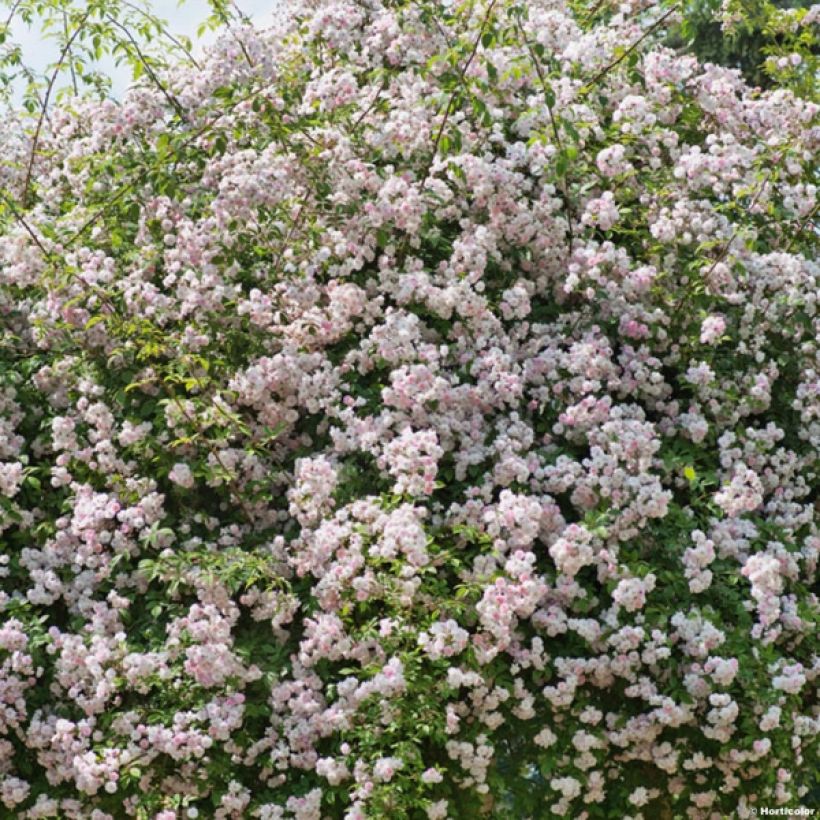 Köynnösruusu Paul's Himalayan Musk (Kasvutapa)