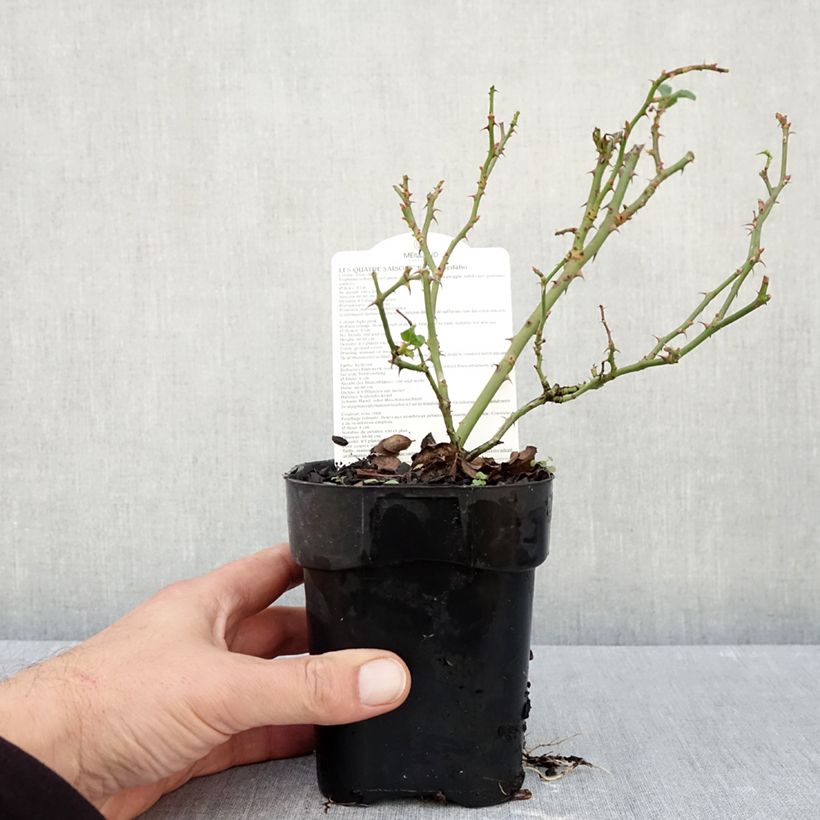 Esimerkki syksyllä toimitetusta Puistoruusu Les Quatre Saisons 10 cm/11 cm ruukku-taimesta
