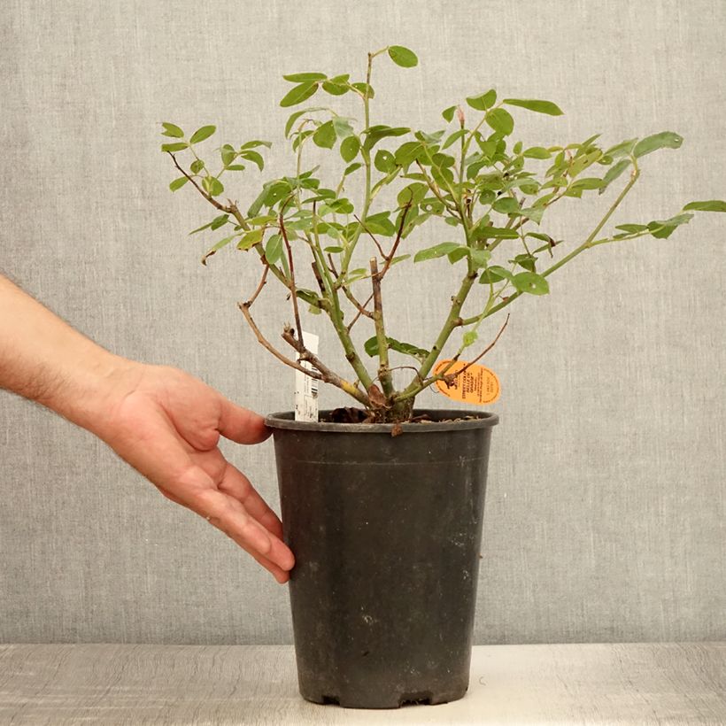 Esimerkki kesällä toimitetusta Rosier paysager Street Colors Belle de Grasse  Pot de 4L/5L-taimesta