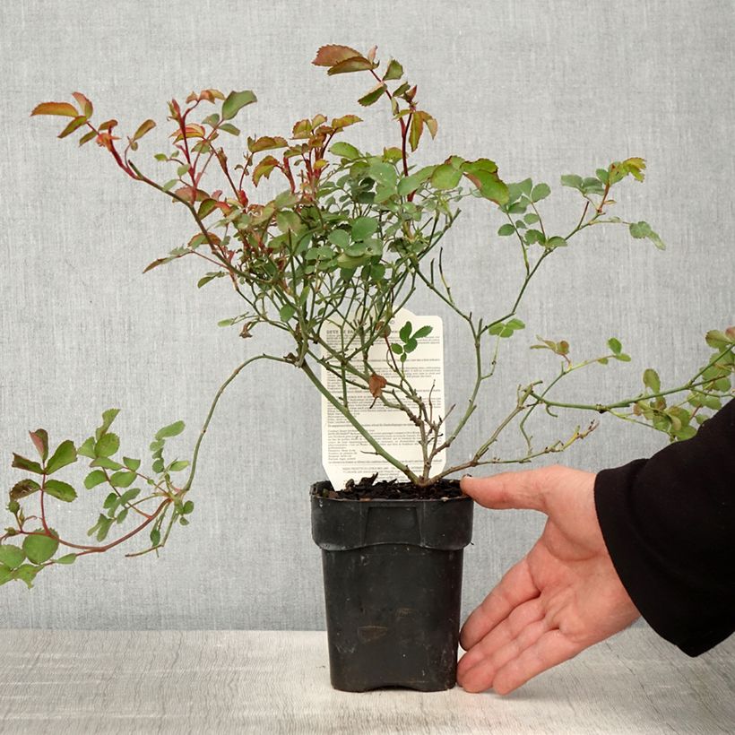 Esimerkki keväällä toimitetusta Rosier paysager Street Colors Rêve de Paris Meilowmye Pot de 10 cm/11cm, Issu de bouture-taimesta