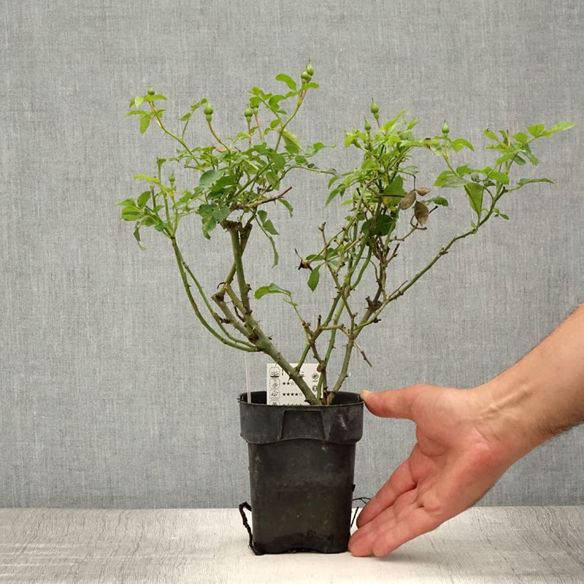 Esimerkki kesällä toimitetusta Floribundaruusu Rigo Rosen Innocencia Korstarnow 10 cm/11 cm ruukku-taimesta