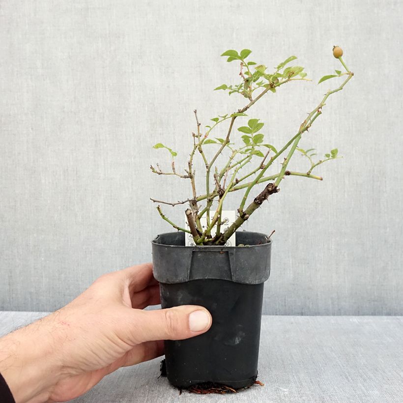 Esimerkki syksyllä toimitetusta Floribundaruusu Rigo Rosen Innocencia Korstarnow 10 cm/11 cm ruukku-taimesta