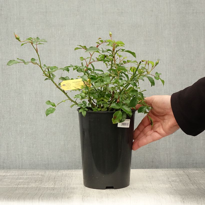 Esimerkki syksyllä toimitetusta Floribundaruusu Rigo Rosen Innocencia Korstarnow 3 litran/4 litran ruukku-taimesta