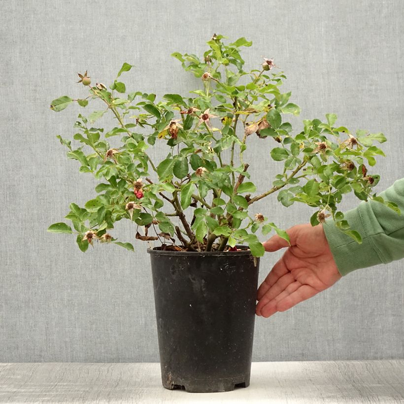 Esimerkki kesällä toimitetusta Floribundaruusu Rigo Rosen Caracho 3 litran/4 litran ruukku-taimesta