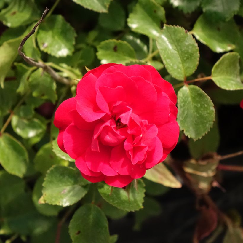 Floribundaruusu Rigo Rosen Caracho (Kukinta)