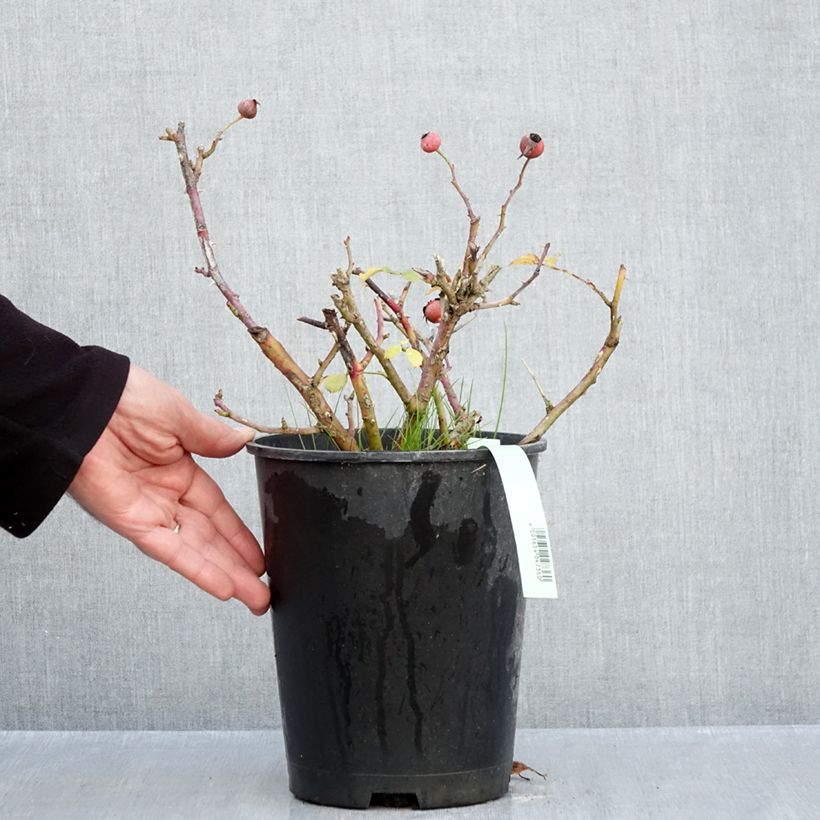Esimerkki syksyllä toimitetusta Floribundaruusu Rigo Rosen Caracho 3 litran/4 litran ruukku-taimesta