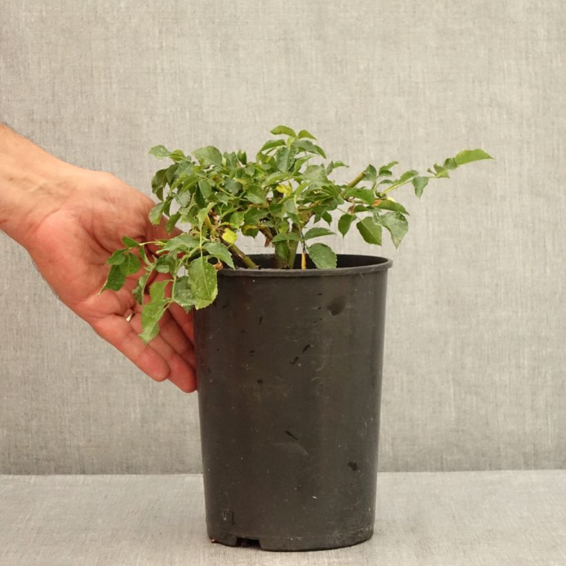 Esimerkki kesällä toimitetusta Floribundaruusu Rigo Rosen Solero Korgeleflo 3 litran/4 litran ruukku-taimesta