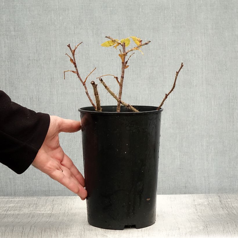 Esimerkki syksyllä toimitetusta Rosier rugosa Roseraie de l'Haÿ Pot de 3L/4L, Qualité 2 branches-taimesta